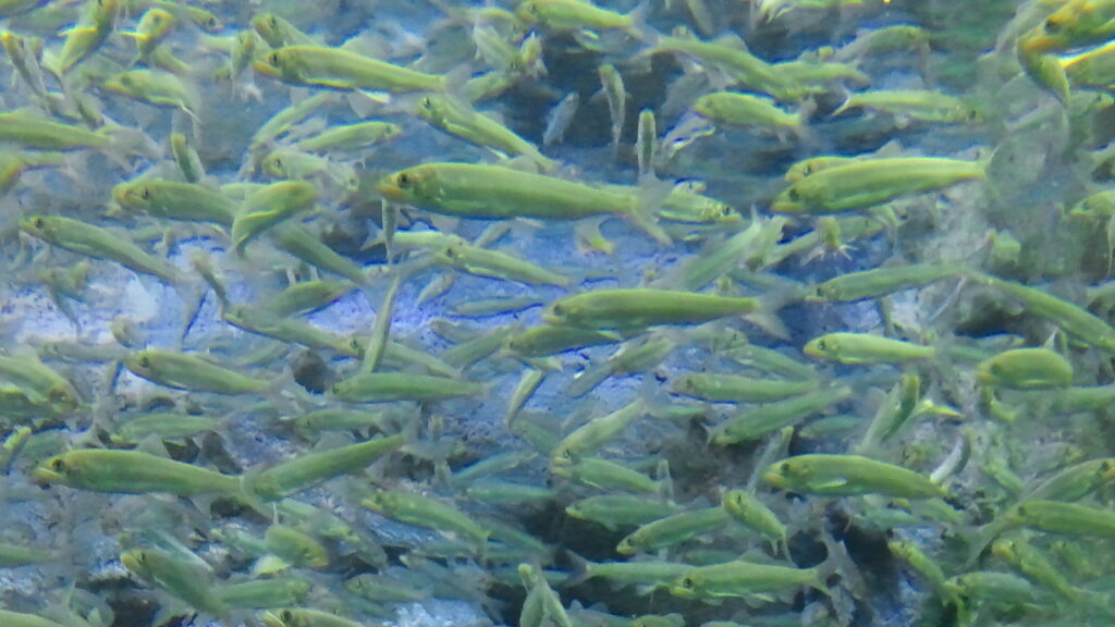 Euneo (ayu / sweetfish) — the silver, clean-water river fish behind the watermelon-like scent, photographed in Korea. (Photo: Handan99, CC BY-SA 4.0, via Wikimedia Commons)