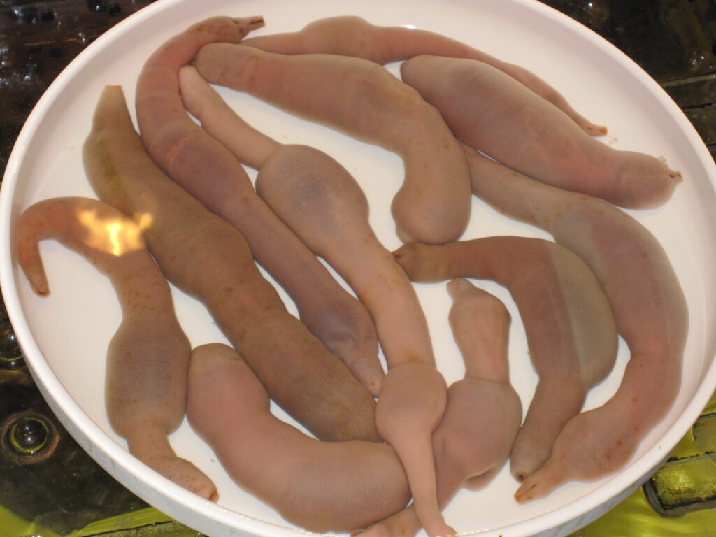 Spoon worms displayed for sale at a Korean market (Photo: J. Patrick Fischer, CC BY-SA 3.0 via Wikimedia Commons)