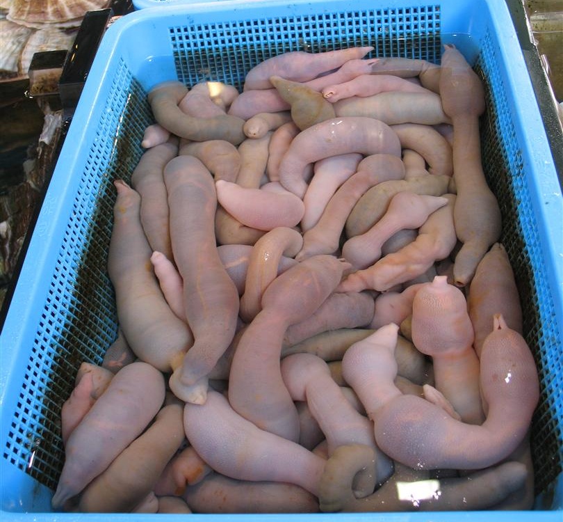 Live gaebul (개불), the marine spoon worm, sold at a fish market in Busan, South Korea (Photo: ProjectManhattan, CC0 1.0 via Wikimedia Commons)