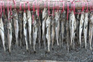 Hwangtae (황태) drying on open-air racks through the winter near Seoraksan. (Photo: James Ho, CC BY-SA 2.0 via Wikimedia Commons)