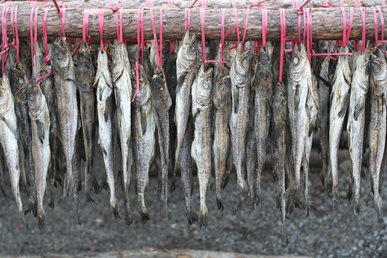 Hwangtae (황태) drying on open-air racks through the winter near Seoraksan. (Photo: James Ho, CC BY-SA 2.0 via Wikimedia Commons)