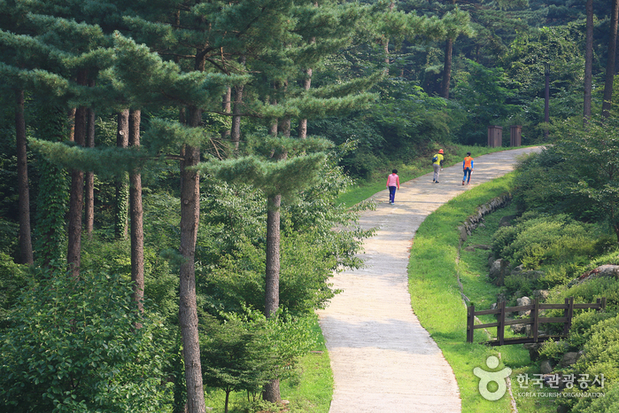 Korean pine forest at Gapyeong's Jat-hyanggi Pureun-sup (잣향기푸른숲). Photo: Korea Tourism Organization (출처: 한국관광공사).