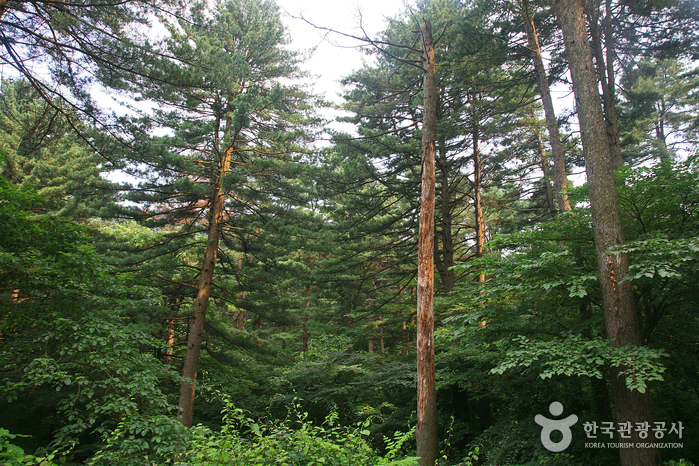 A trail through the 80–90-year-old Korean pine stands at Jat-hyanggi Pureun-sup, Gapyeong. Photo: Korea Tourism Organization (출처: 한국관광공사).