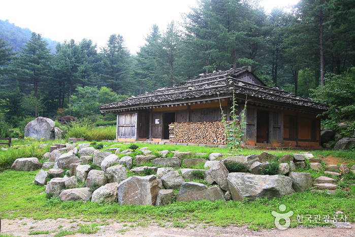 Walking the Korean pine woods at Jat-hyanggi Pureun-sup, Gapyeong. Photo: Korea Tourism Organization (출처: 한국관광공사).