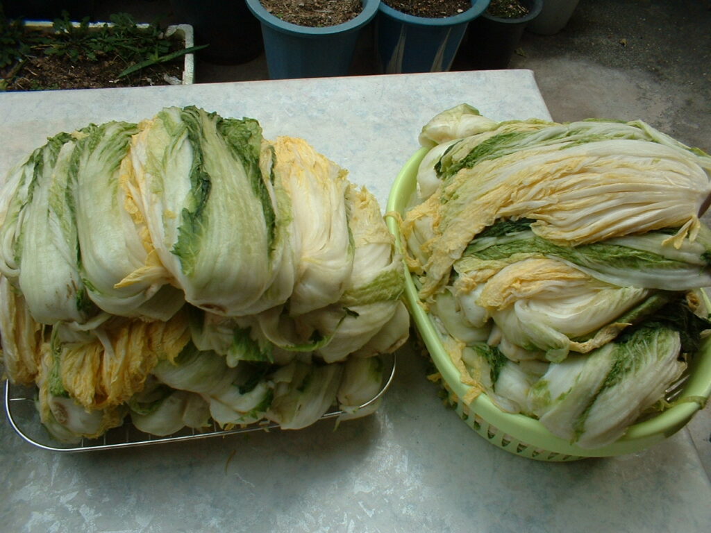 Salted, brined napa cabbage (배추) prepped and ready for the seasoning paste.