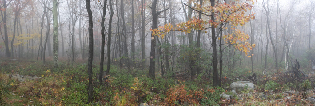 A fog-shrouded forest evokes the eerie mood of the YA horror story (illustrative; not a confirmed filming location). (Photo: Nicholas A. Tonelli, Public Domain via Wikimedia Commons)