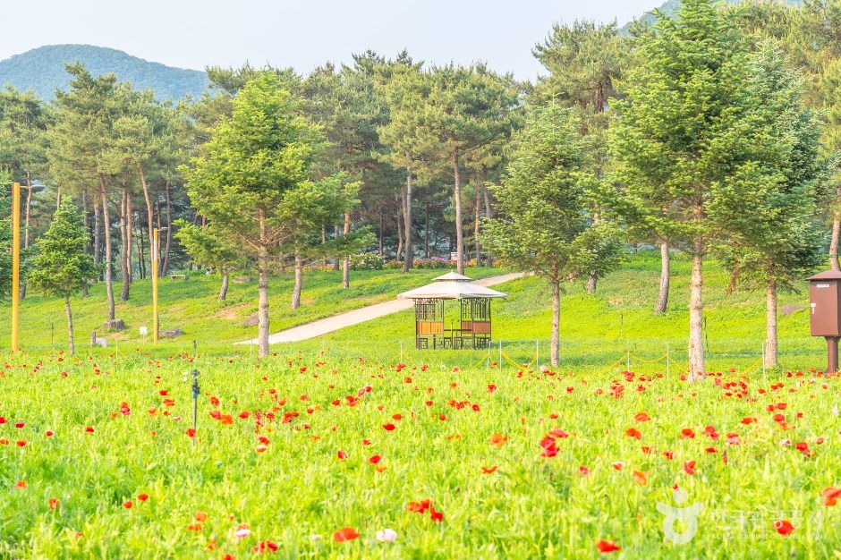 Jara Island (자라섬) on the Bukhan River in Gapyeong — the wide, calm water the ppaji operate on. Photo: Korea Tourism Organization (출처: 한국관광공사).