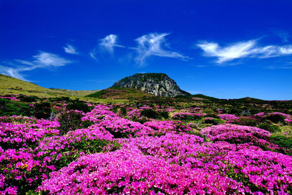 Hallasan and Jeju's greenery — a context image of the island's nature, not the cafe itself. Photo: Korea.net / KOCIS, CC BY-SA 2.0, via Wikimedia Commons.
