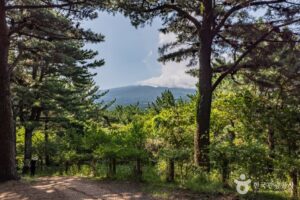 Hallasu Arboretum in Ora-dong, Jeju City, near Yuji Coffee Works (출처: 한국관광공사).